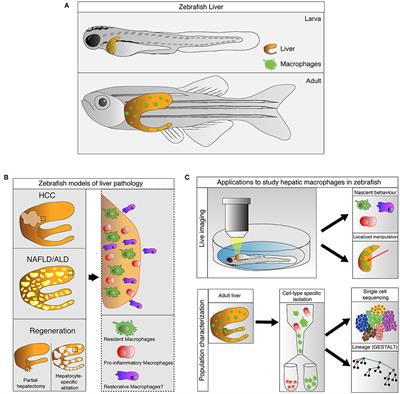 Macrophages in Zebrafish Models of Liver Diseases